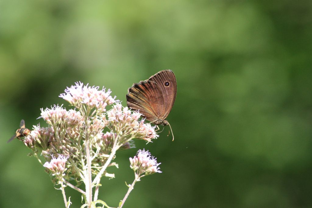 Minois dryas